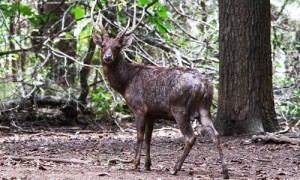 Deer Timor