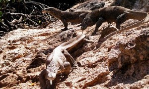 Komodo Dragons