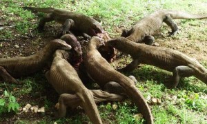 Komodo Dragons