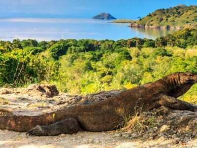 Komodo Adventure