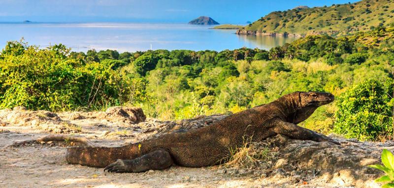 Komodo Adventure