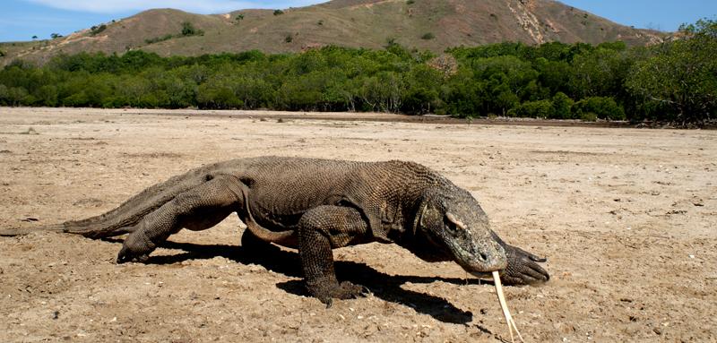 Komodo Dragon