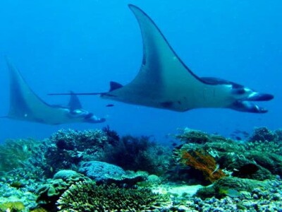 Manta Point Diving