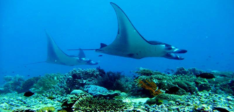 Manta Point Diving