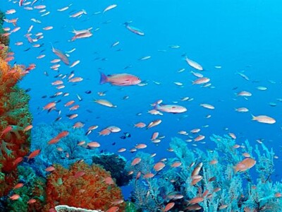 Beautiful Coral Reef