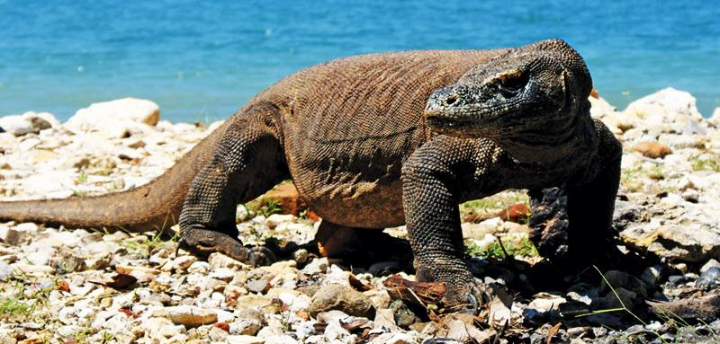 Komodo Dragon