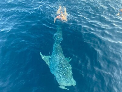 swimming-with-shark